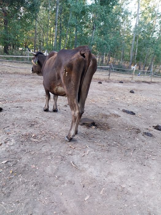 Vaca de vânzare pentru mai multe detali în privat