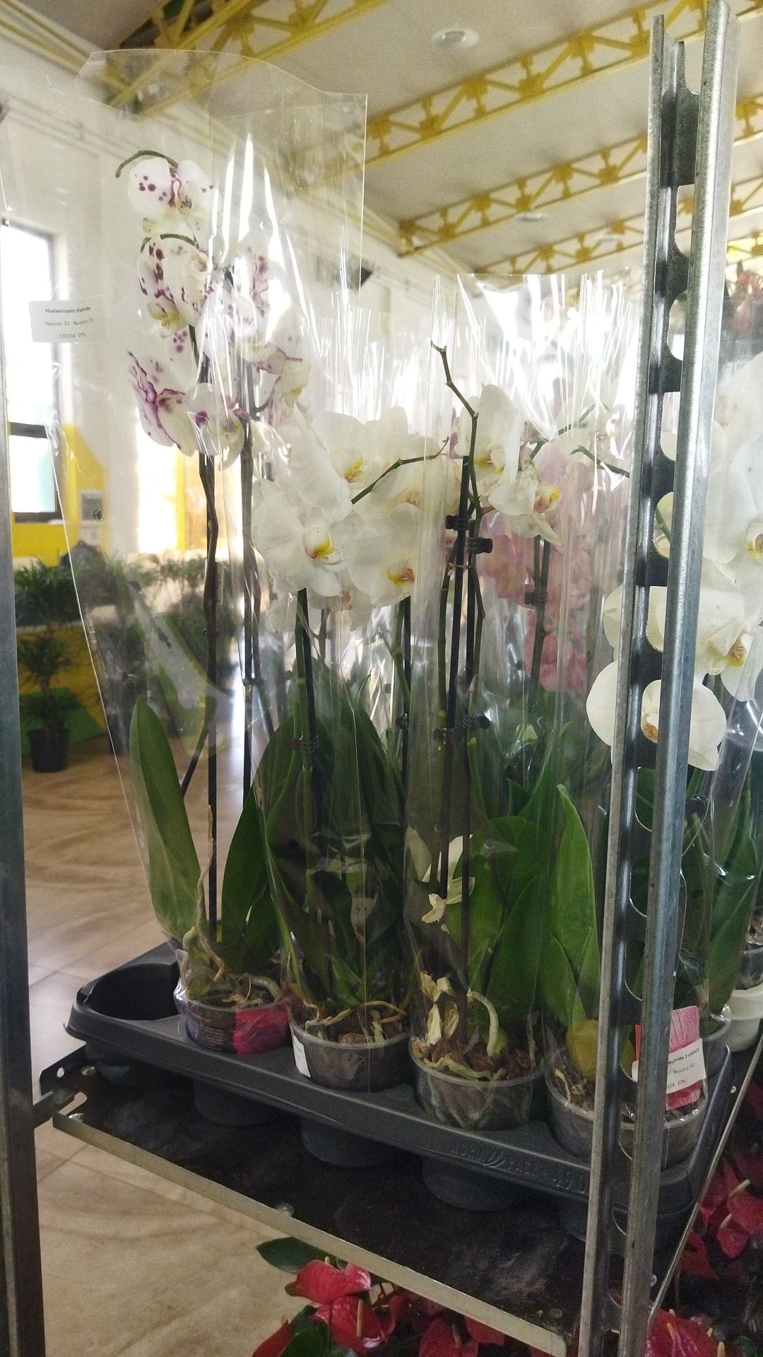 Орхидея скидке по100 тыс