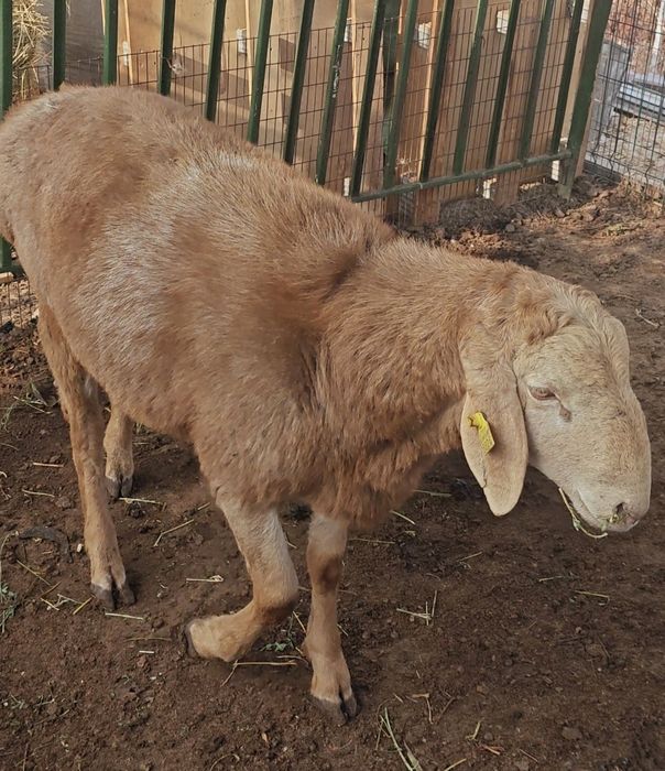 Арашан қўчқор қўй Соатилади уй шароит боқилган зотдор