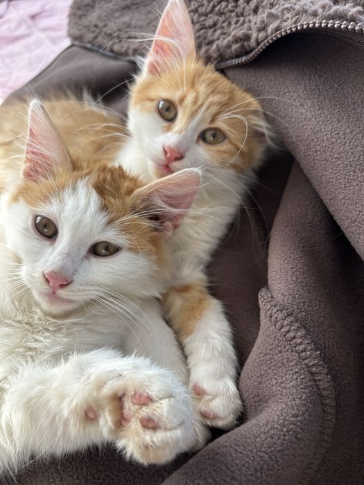 Подарявам 2 малки котенца