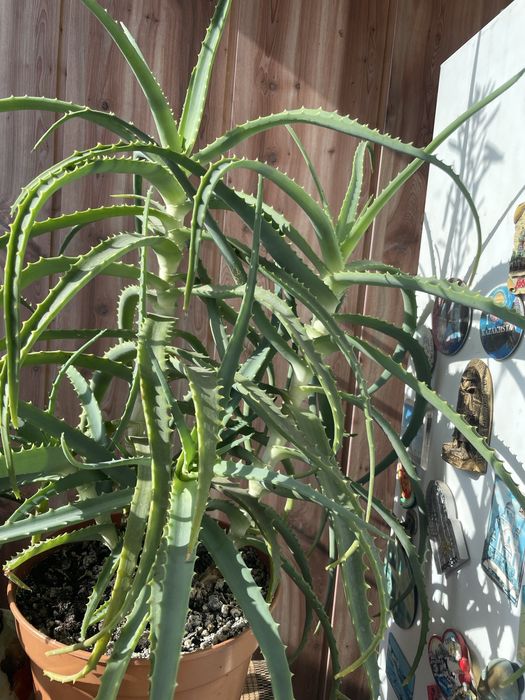 Алоэ столетник лечебный