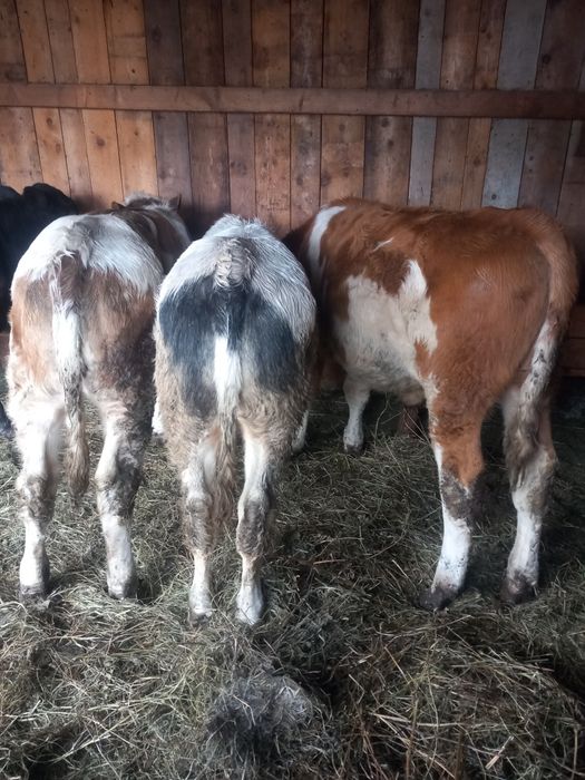 De vinzare 3 tauraşi