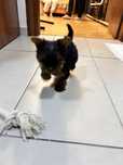 Fetita rasa pura de yorkshire terrier mini toy