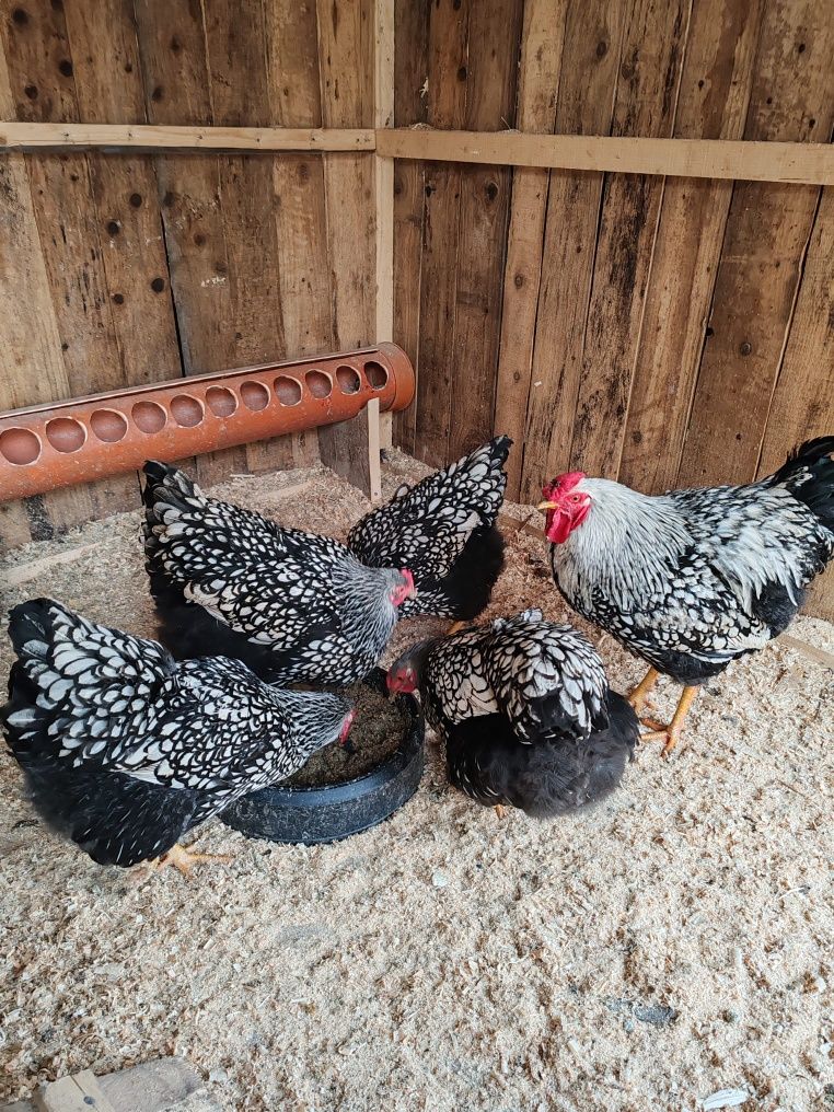 Ouă pentru  incubat : Australorp negru Wyandotte argintiu și Marans