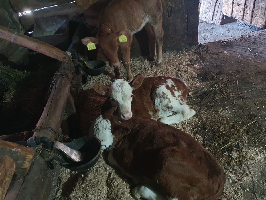 Vand vitei si vitwle