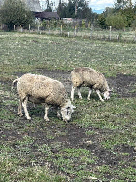 Vand oaie si berbecut texel