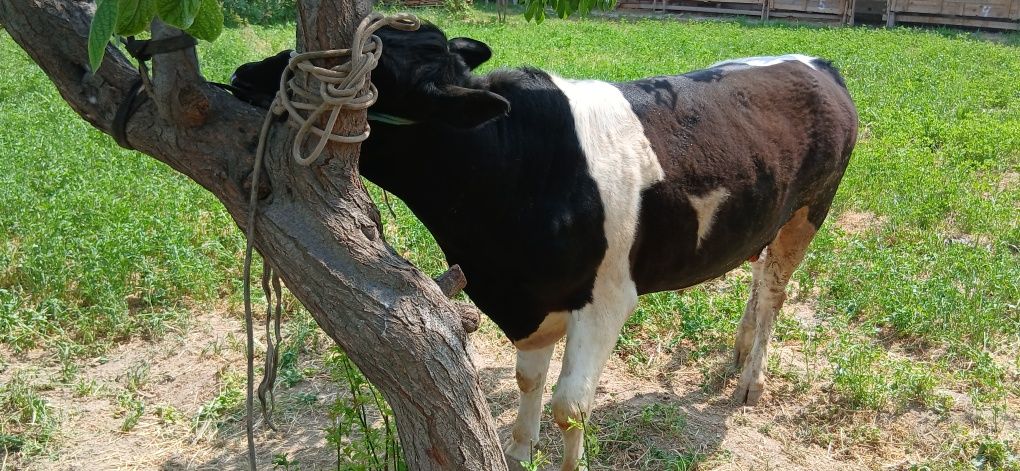 Gibrid sifatli sog'lom  buqala sotiladi
