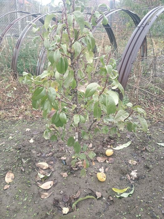 Мини и колонни овощни дръвчета