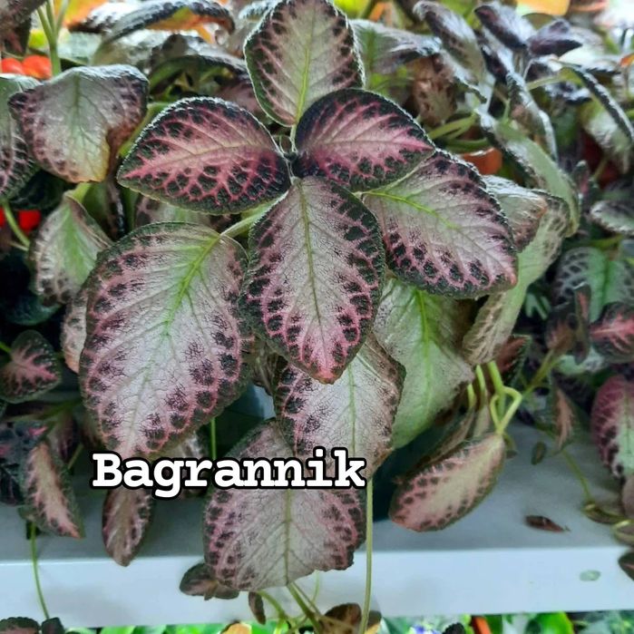 Bagrannik koʻchatlari
