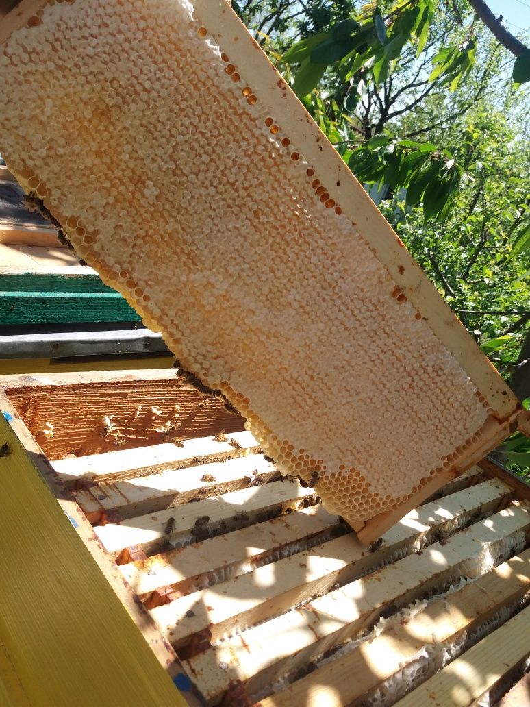 Miere/produse apicole