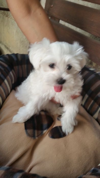 Bichon Maltez/Bison Talie Mica