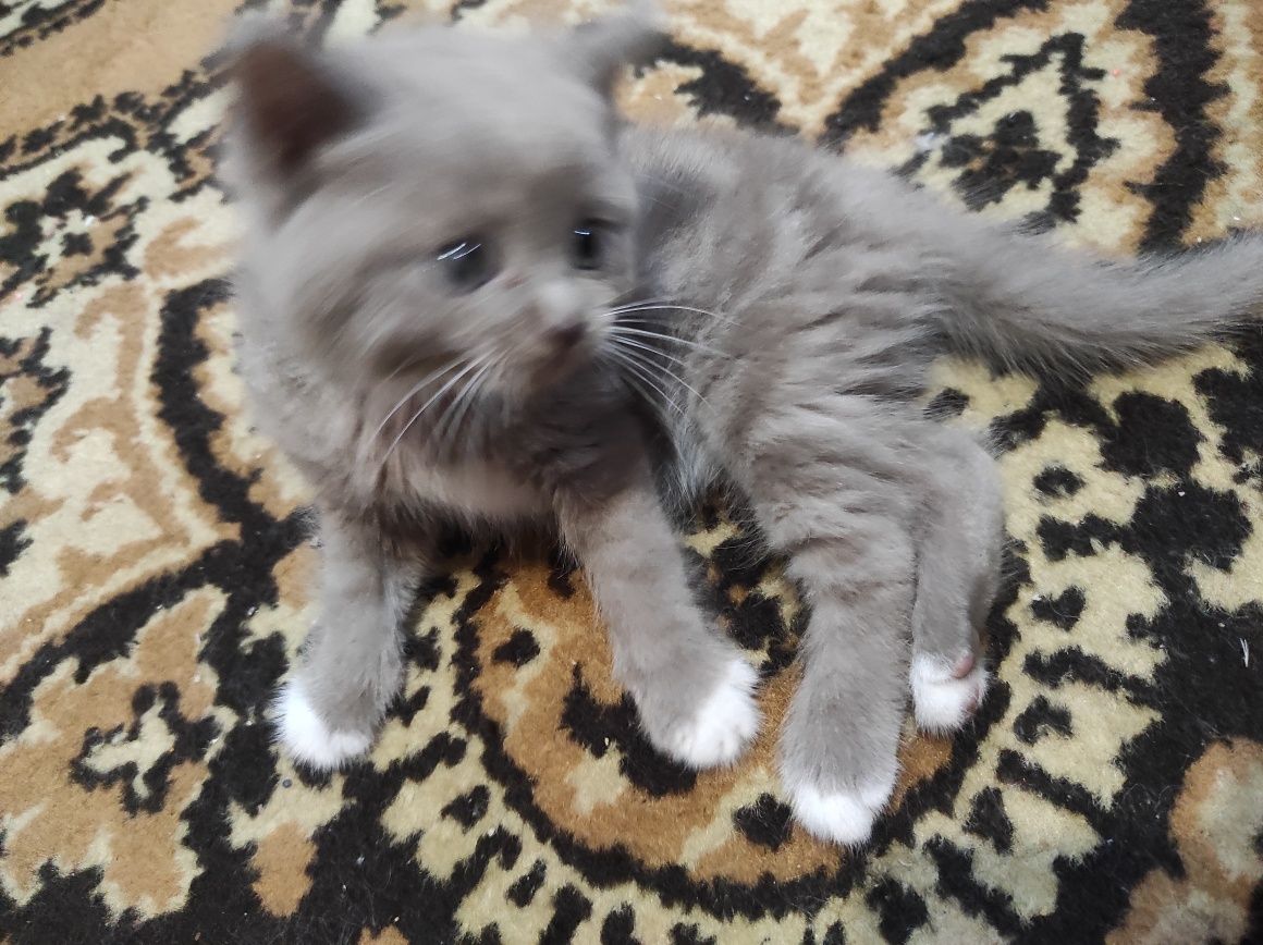 Отдам котят в добрые руки