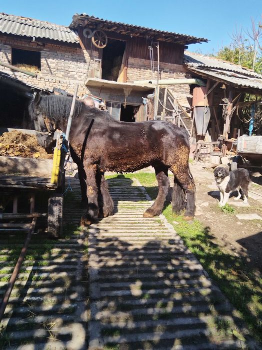 Продава се! 5 годишен!