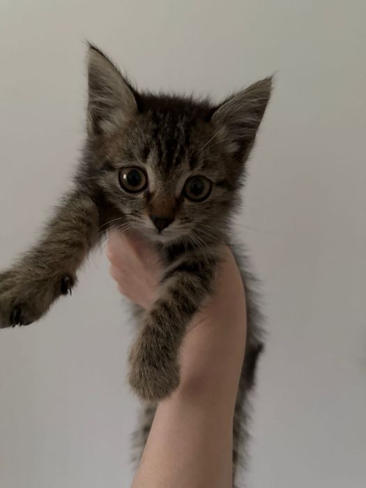 Отдам в добрые руки котенка