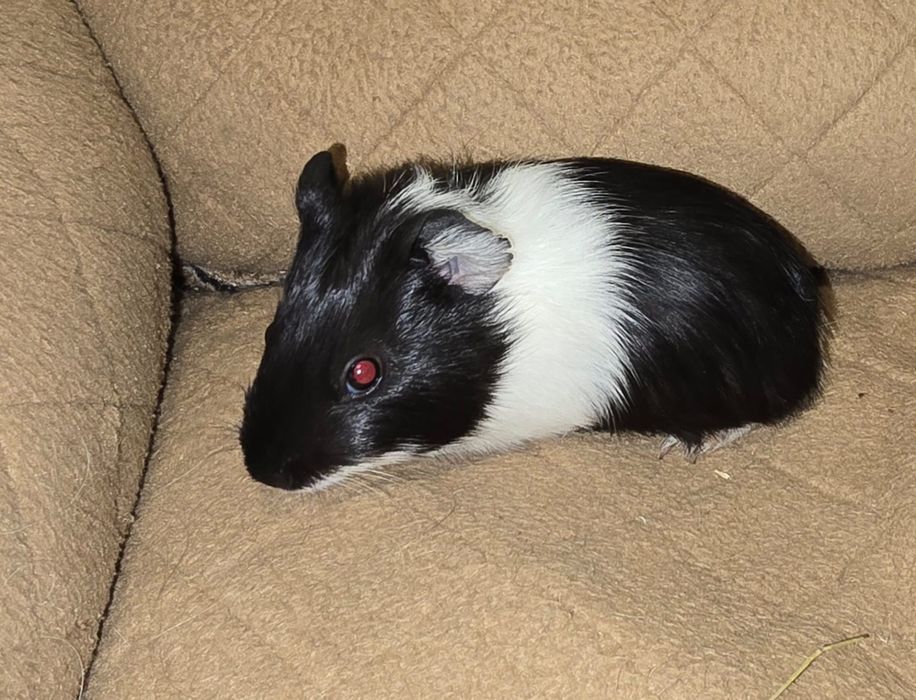 Porcusori de guineea