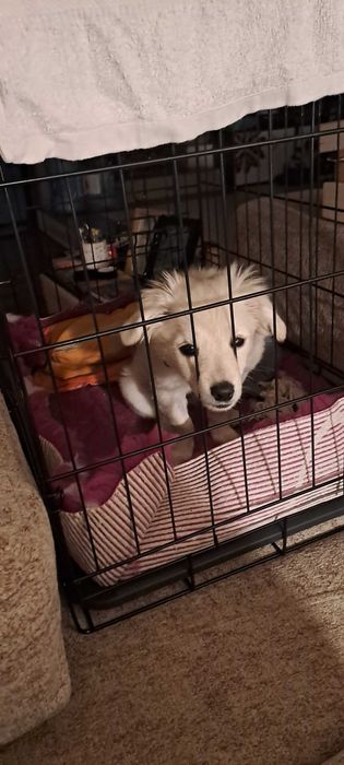 Adoptie pui catel talie mica