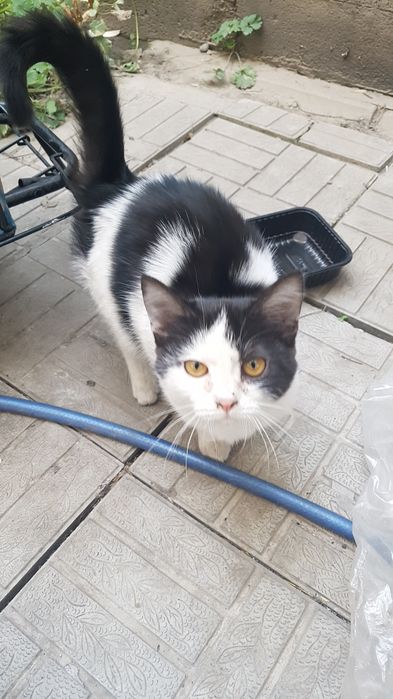 Отдам подросших котят в добрые руки.