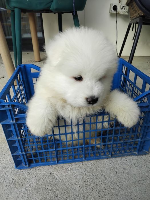 Samoyed fetita pufoasa