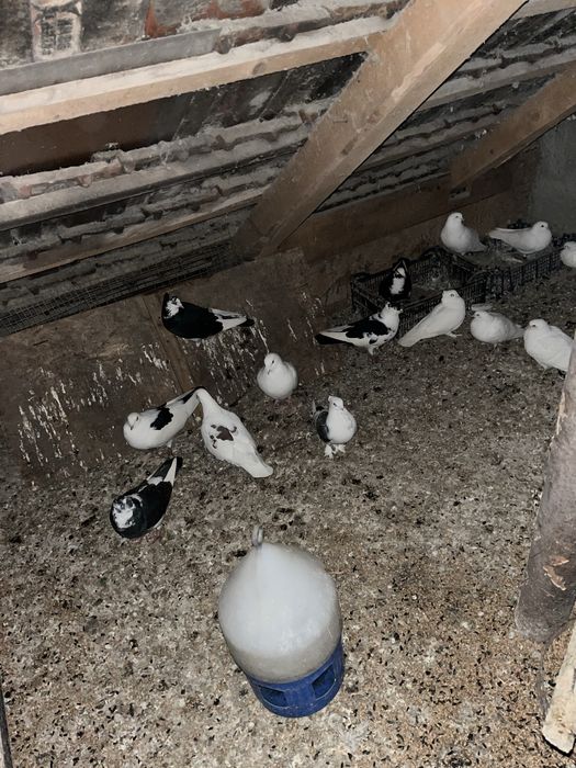 Porumbei diferite rase