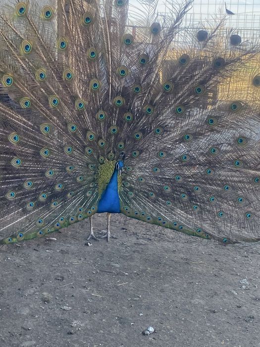 Vand sau schimb paun standard matur cu femela