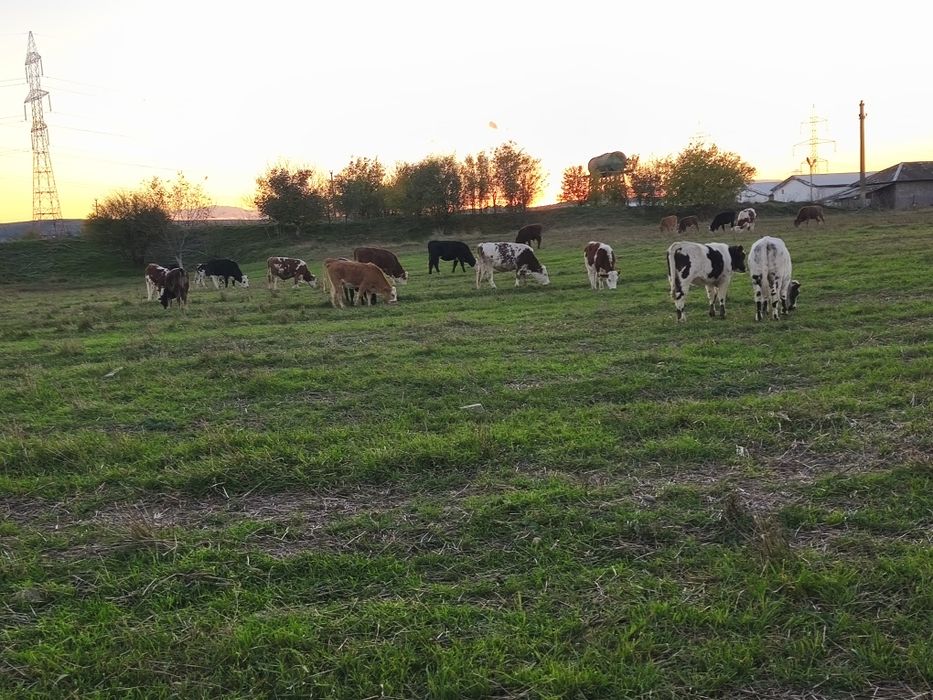 Vând vitei,vitele,juninci