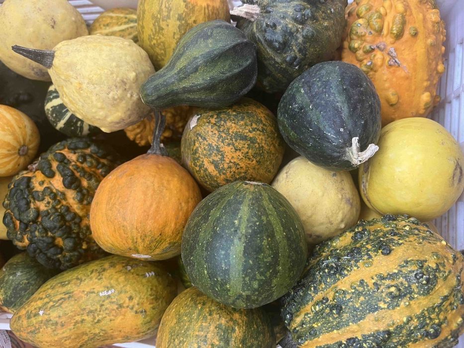 Декоративни тиквички/кратунки