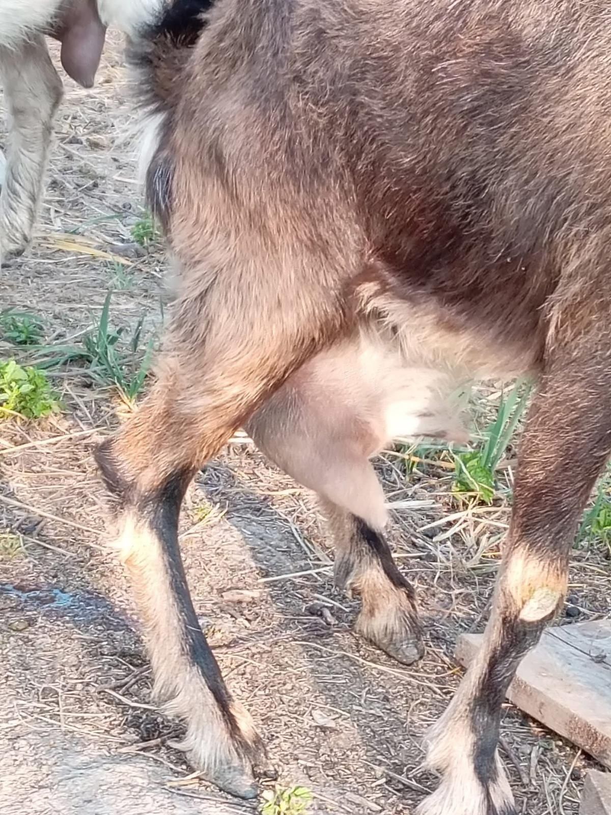 Vând capre bune de lapte.