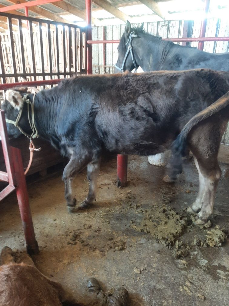 Продам Алатаускую телку