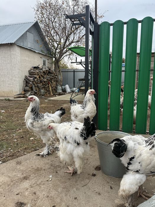 Продам петухов брама