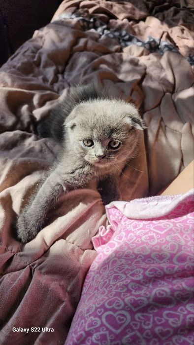 Котята скоттиш фолд и страйт