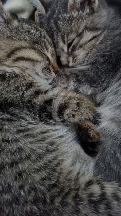 Маленький котёнок