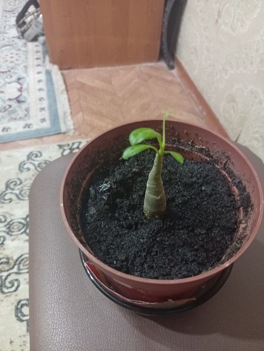 Продам или обменяю комнатные растения