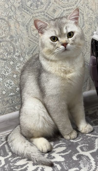 Baron qiz mushuklarni uchrashuvga taklif etadi  vyazka