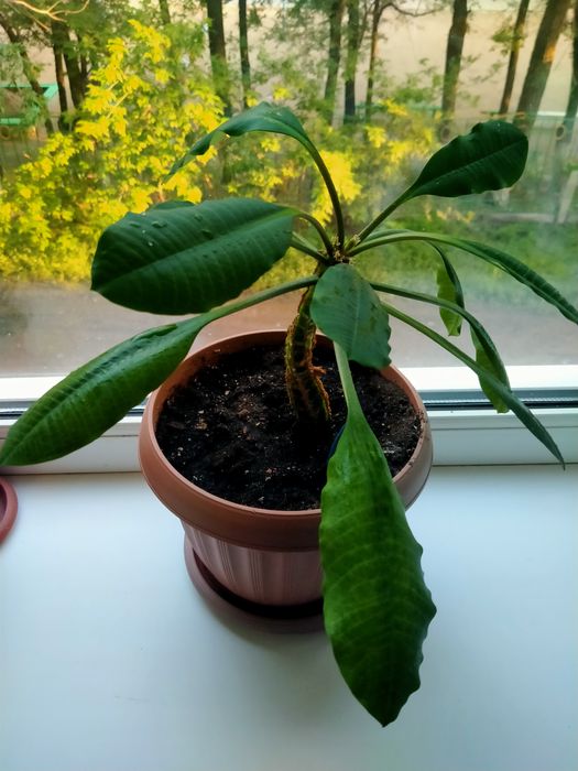 Комнатное растение "Молочай"