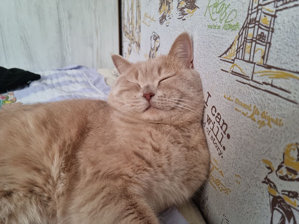 Кота на вязку! Скоттиш Страйт