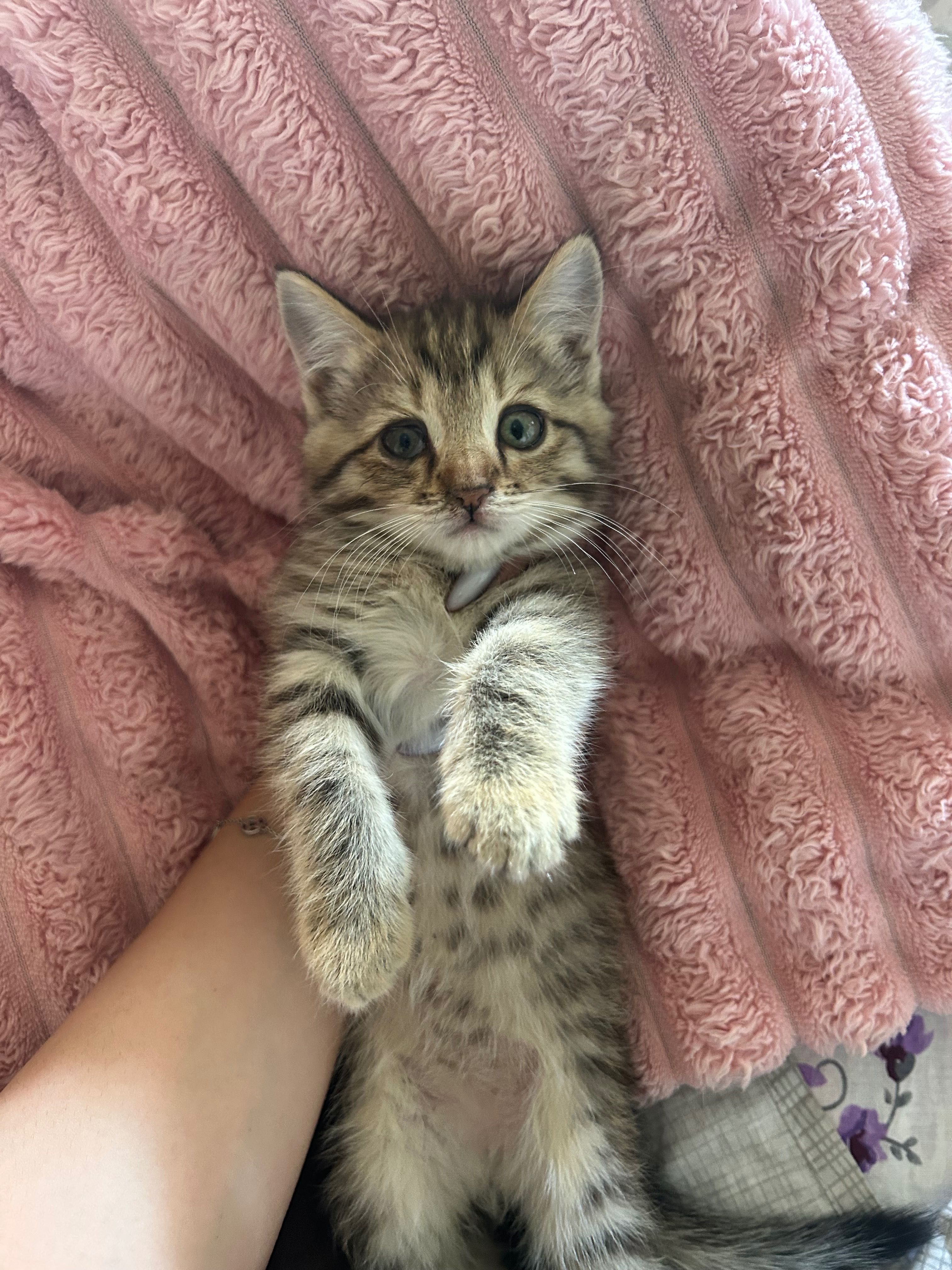 отдадим котят в хорошие ручки