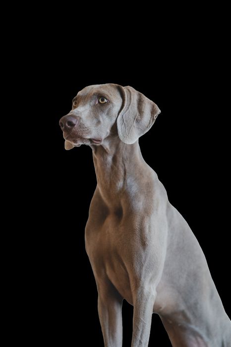 Кинолог, выезд .