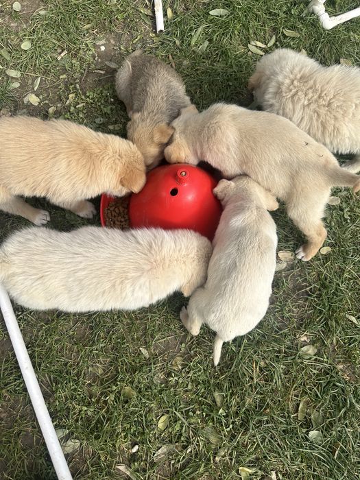 Donez căteluși jucausi si cătelușă