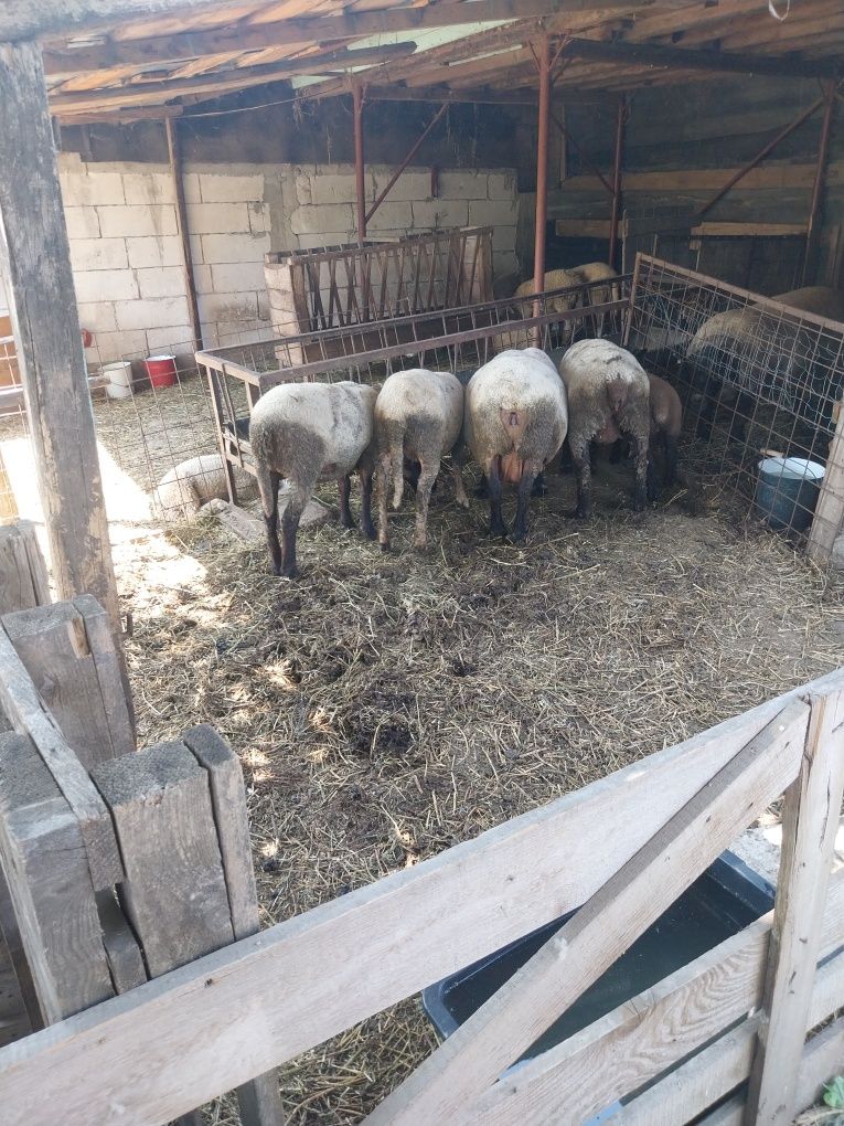Berbec suffolk  mieluțe carabaș două foarte frumoase