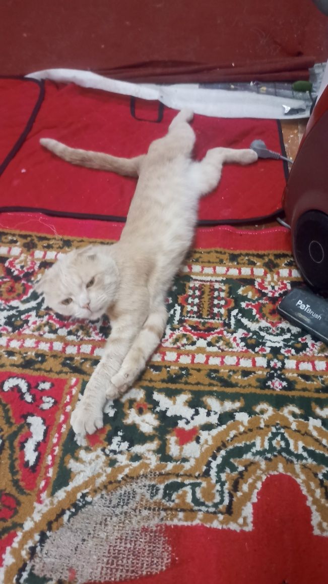 Scottish Fold sotiladi