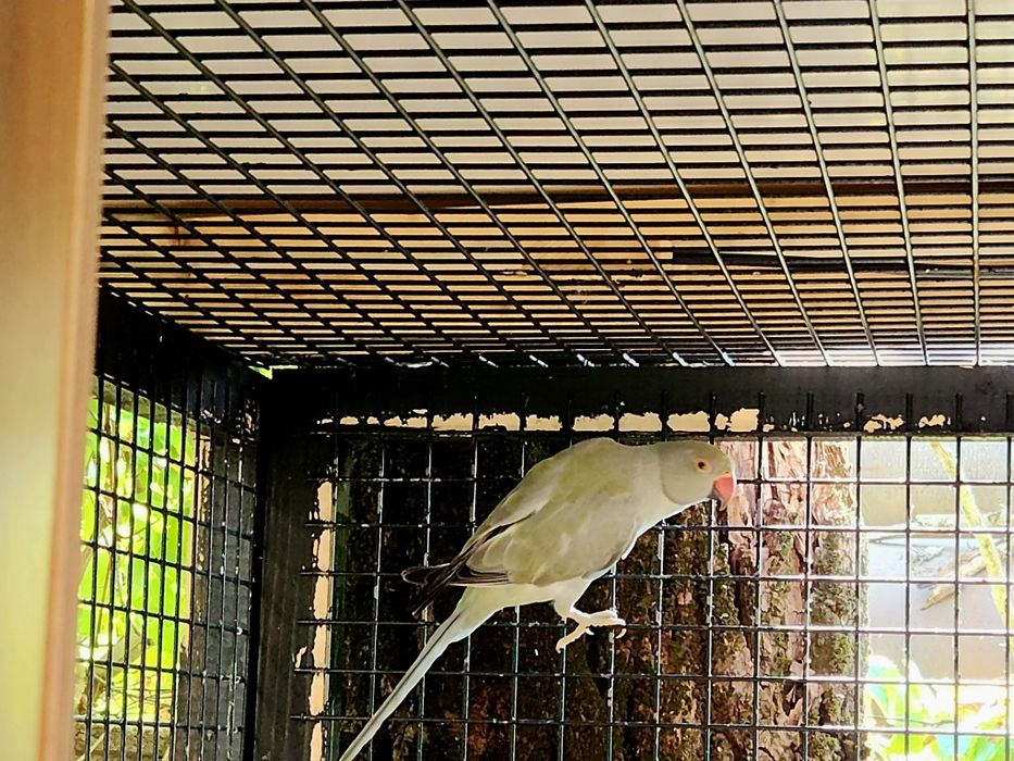 Femela micul alexandru gri turquoise opalin / Cap coada