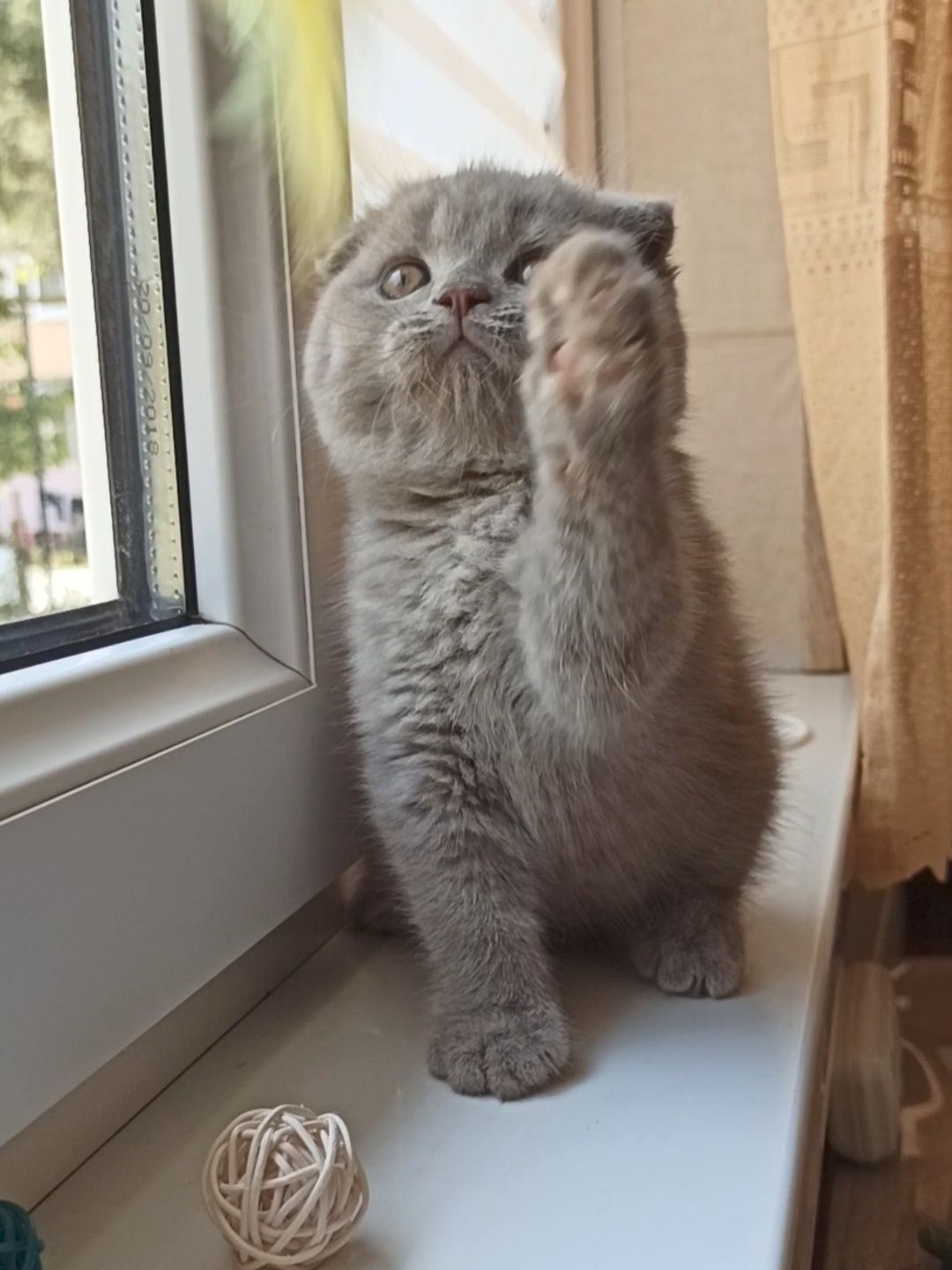 Продается девочка скоттиш фолд