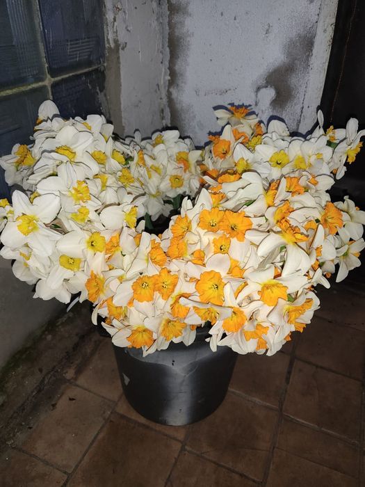 Продаются луковицы нарциссов. Сортоосмесь голландских сортов(5 сортов)