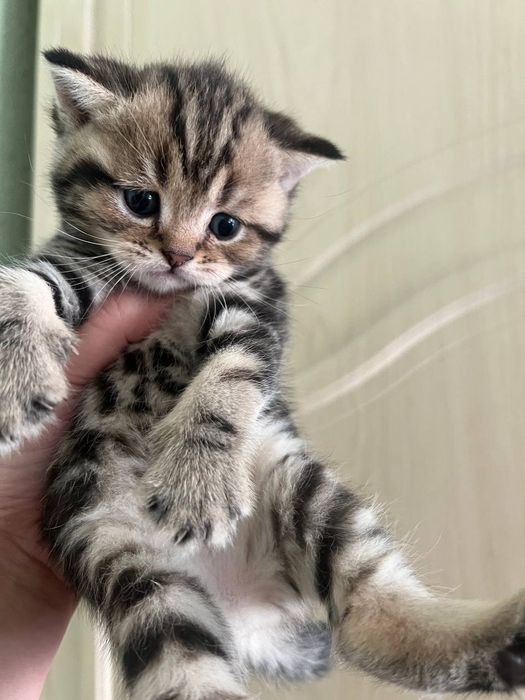 Шотландский котята