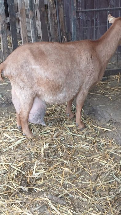 Vand tapi angronubian  si murciano