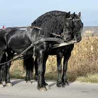 Friesian Friesieni perechi Frizian pereche Friz