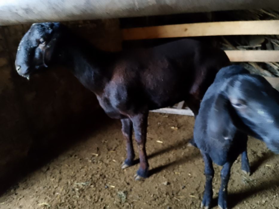 Yirik qochqor  boyi 90 + cm