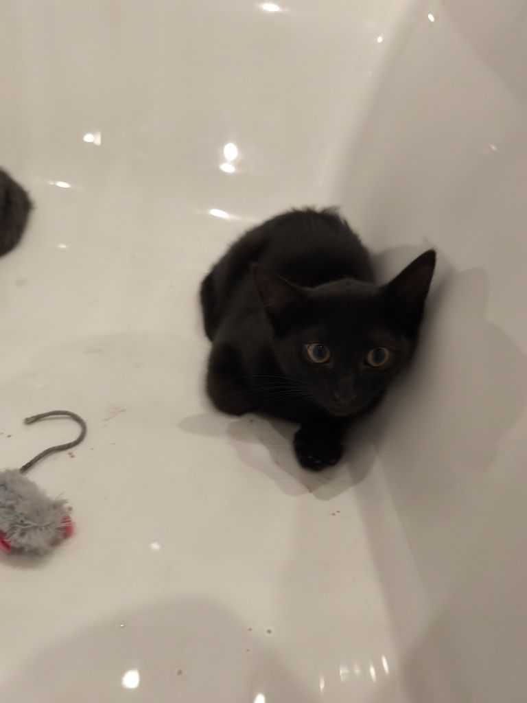 Подарявам 2 малки котенца