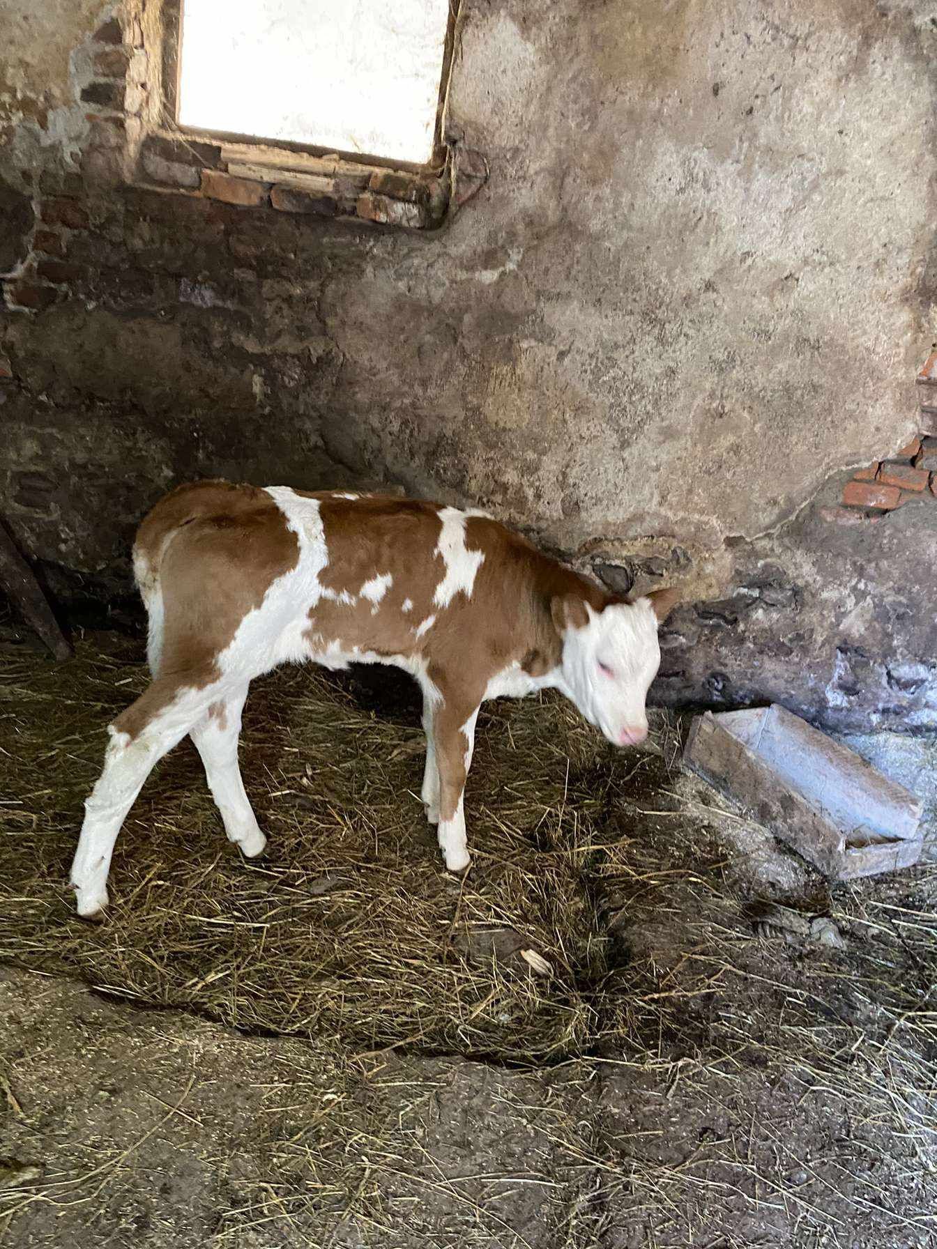 Vând 2 vaci, 2 juninci și 2 vitei