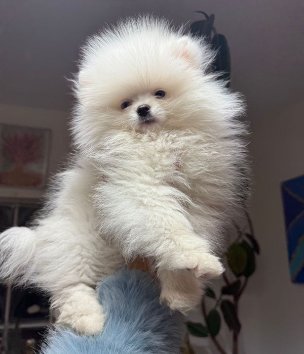 Băiețel superb,din părinți cu pedigree